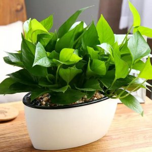 ​100种常见室内绿植，100种常见的花卉植物，你认识几种