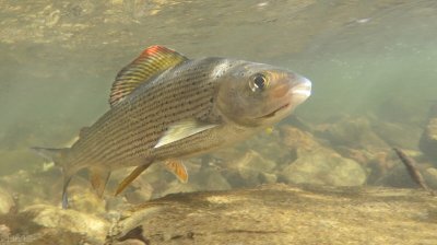 ​美国把“土著红鱼”吃到濒危，移植到我国会泛滥？桌底下全是生意