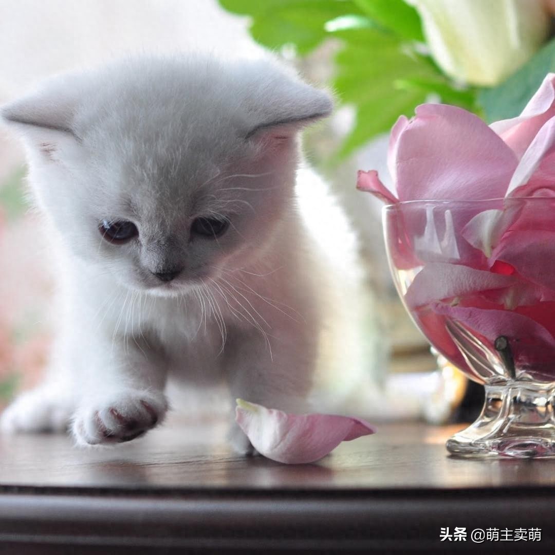呆萌可爱的银渐层小猫咪图集