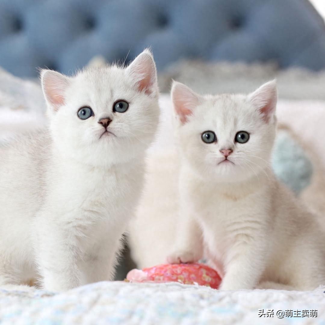 呆萌可爱的银渐层小猫咪图集