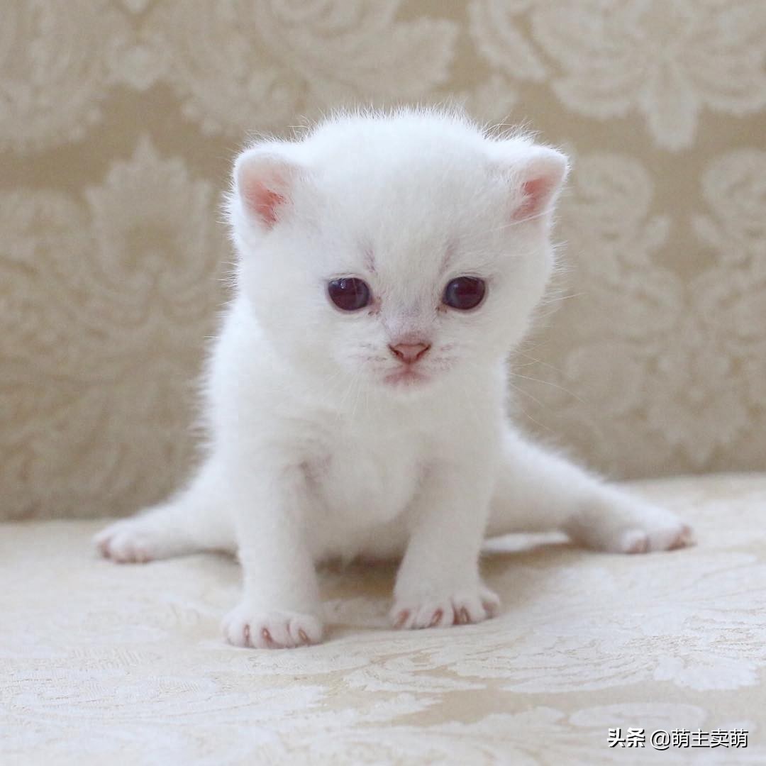 呆萌可爱的银渐层小猫咪图集