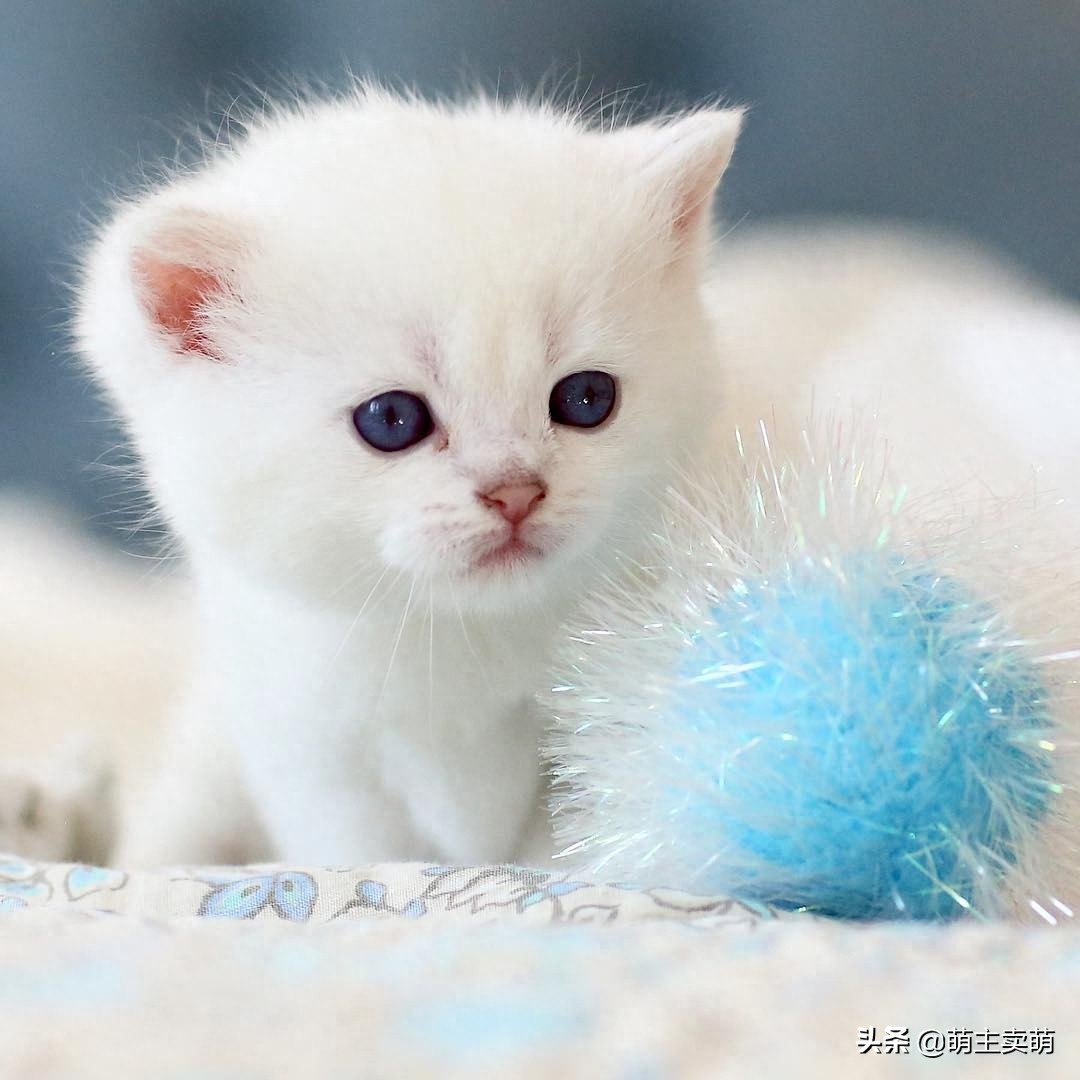 呆萌可爱的银渐层小猫咪图集