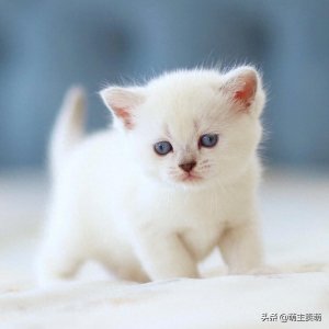 ​呆萌可爱的银渐层小猫咪图集