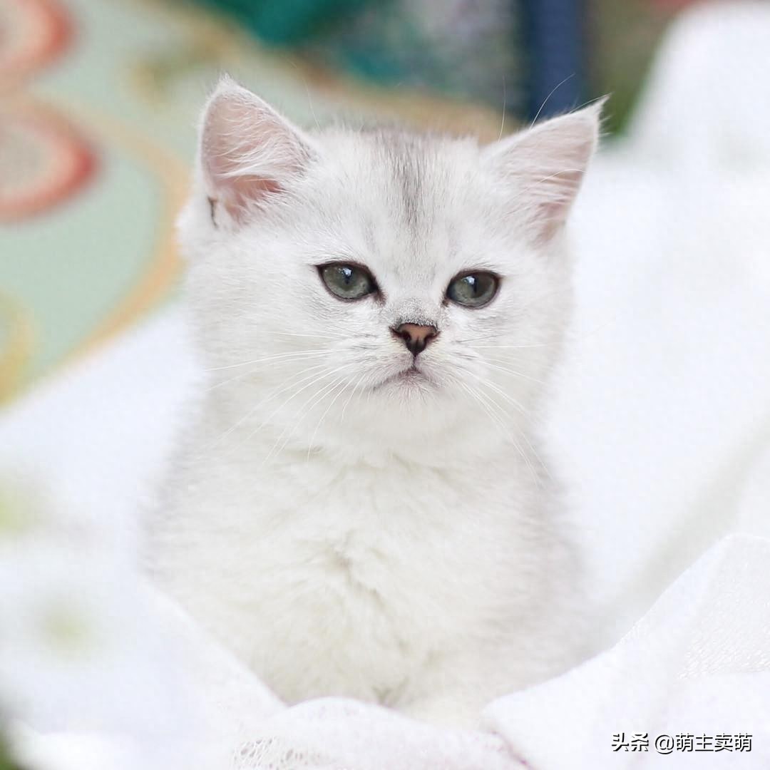 呆萌可爱的银渐层小猫咪图集