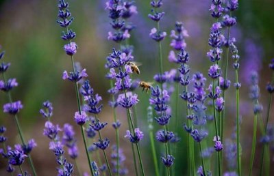 ​每天认识一种植物（四）:薰衣草