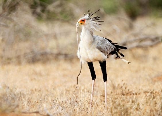 蛇鹫-以蛇为食的鸟类