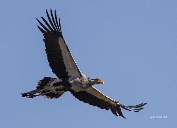蛇鹫-以蛇为食的鸟类
