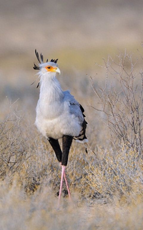 蛇鹫-以蛇为食的鸟类