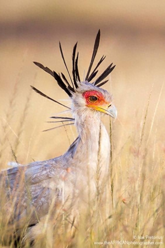 蛇鹫-以蛇为食的鸟类