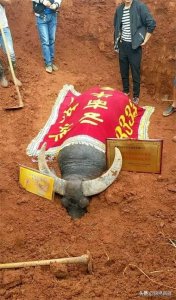 ​传奇牛王——云南炸弹牛王