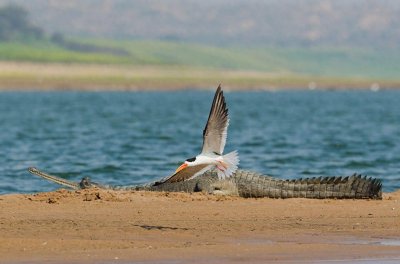 ​恒河鳄：面对灭亡的绝境，淡定地晒着太阳