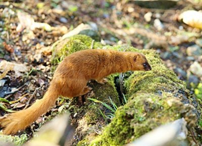 ​动物能“成精”吗？24年前的黄鼠狼“讨封”事件，究竟是真是假？