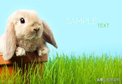 ​兔子的26种肢体语言，读懂并了解，它就会信任你