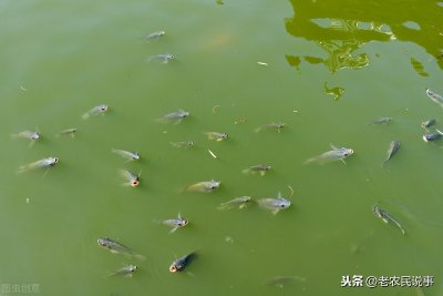 ​入侵我国泛滥成灾，吃粪便就能活，臭水沟中常见，真正的垃圾鱼