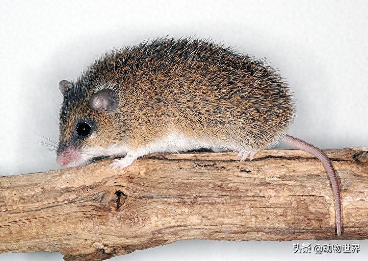 鼠年说鼠-这些“老鼠”你见过吗?(第二期)