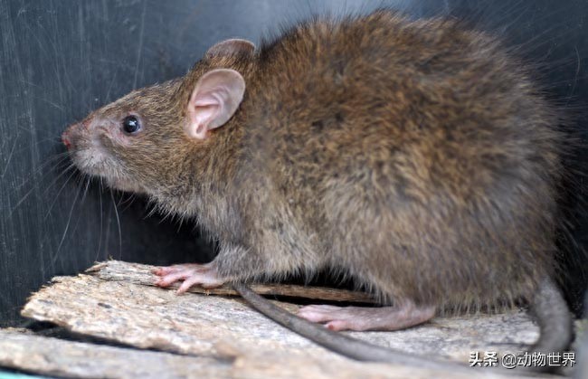 鼠年说鼠-这些“老鼠”你见过吗?(第二期)
