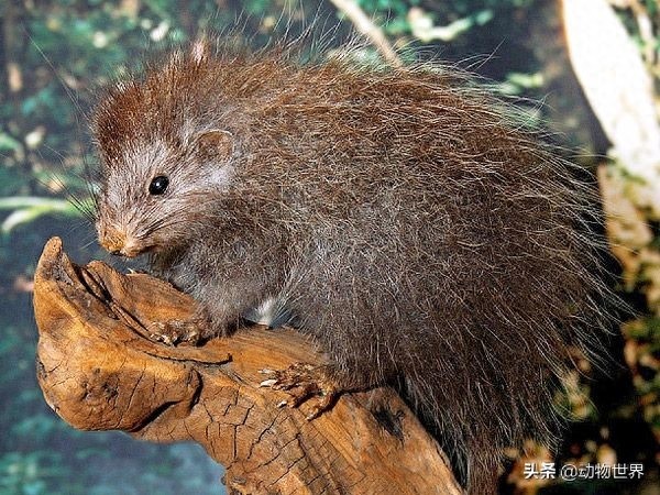 鼠年说鼠-这些“老鼠”你见过吗?(第二期)