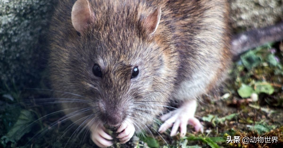 鼠年说鼠-这些“老鼠”你见过吗?(第二期)