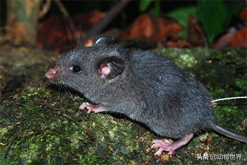 鼠年说鼠-这些“老鼠”你见过吗?(第二期)