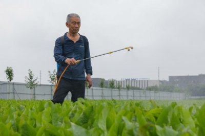 ​食叶草变身“致富草”