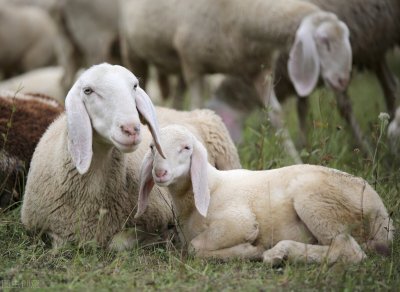 ​兽医老王谈养十头母羊一年的利润，有两种情况