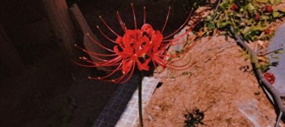 ​上古10大凶花