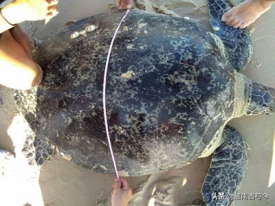 ​越南渔民捕获200斤重大海龟 身长1米4 保护区检查后放生