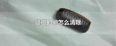 ​怎么清理蟑螂卵 怎么去除蟑螂卵