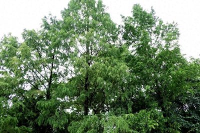 ​国家一级保护植物水杉背后的故事 | 花颜鸟语 | 科学史