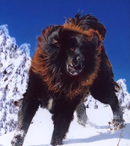 ​天山下出现一只狼獒：吞噬同胞赶走母亲，却为主人报仇|故事