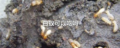 ​白蚁可以吃吗