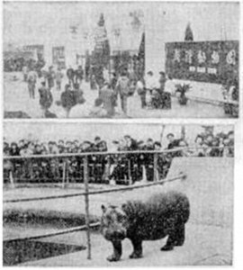 ​40岁的武汉动物园，正青春！保育员讲述幕后故事：24小时陪伴术后东北虎，水坑