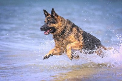 ​牧民不堪蒙古狼侵扰，给牧羊犬戴铁刺甲，饿狼三战两败|故事