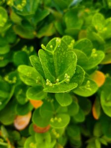 ​黄杨树怎么养