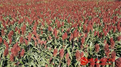 ​中国(河南·夏商)酒文化传说故事(5):杜康造酒的传说