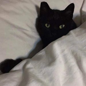 ​聪慧冷静女主文第三弹，个个又飒又美，全程智商在线