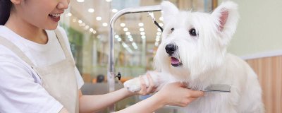 ​狗狗激动就撒尿怎么办 狗狗激动就撒尿怎么办啊