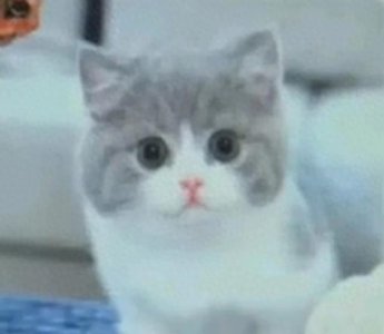 ​网购宠物猫的奇遇：女子取消订单后却收到快递的背后故事