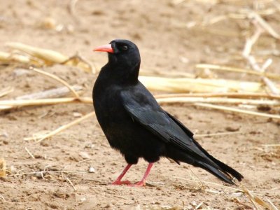 ​老鸹岭的故事：听得懂鸟语，还能和鸟交流？真相原来是这样