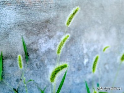 ​狗尾巴草不单单有美丽的花语，也有动人的爱情故事和凄美的传说