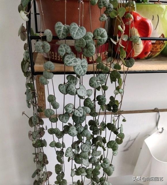情人泪和佛珠哪个好养（4种多肉适合挂在阳台）