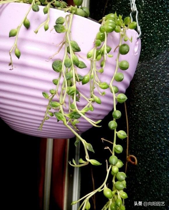 情人泪和佛珠哪个好养（4种多肉适合挂在阳台）