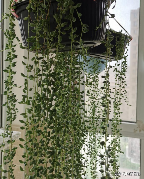 情人泪和佛珠哪个好养（4种多肉适合挂在阳台）