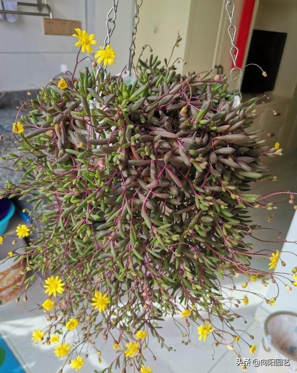 情人泪和佛珠哪个好养（4种多肉适合挂在阳台）