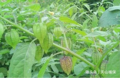 ​农村经常见的一种植物，能够治疗咳嗽，一斤可以卖到20元！