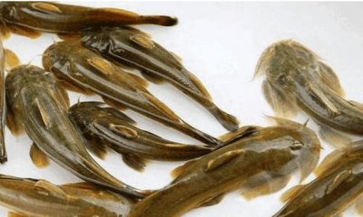 ​农村这种鱼叫做石巴子 可是现在却越来越少了, 你吃过吗?