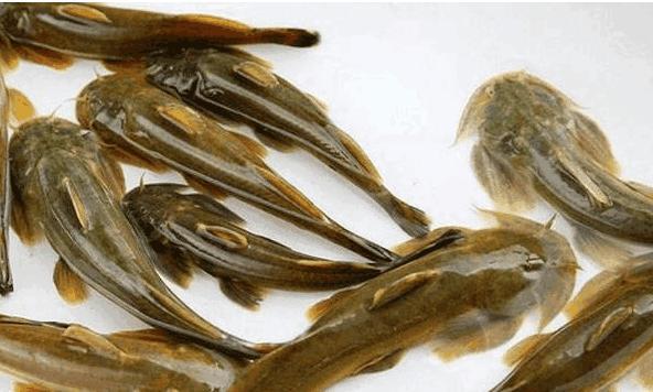 农村这种鱼叫做石巴子  可是现在却越来越少了, 你吃过吗?