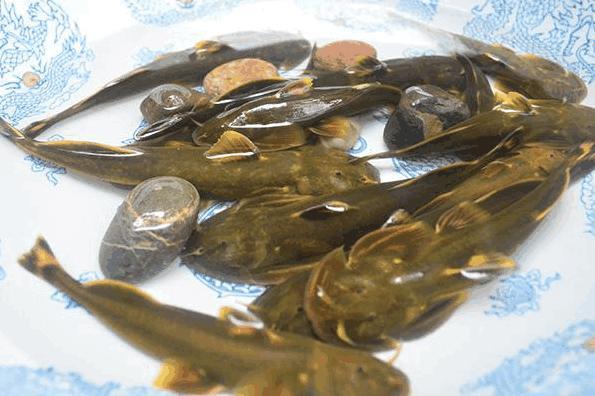 农村这种鱼叫做石巴子  可是现在却越来越少了, 你吃过吗?