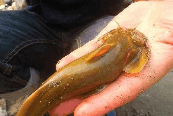 农村这种鱼叫做石巴子  可是现在却越来越少了, 你吃过吗?