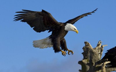 ​美国的国宝是什么动物(盘点世界各国“国宝” 中国大熊猫能排第几)